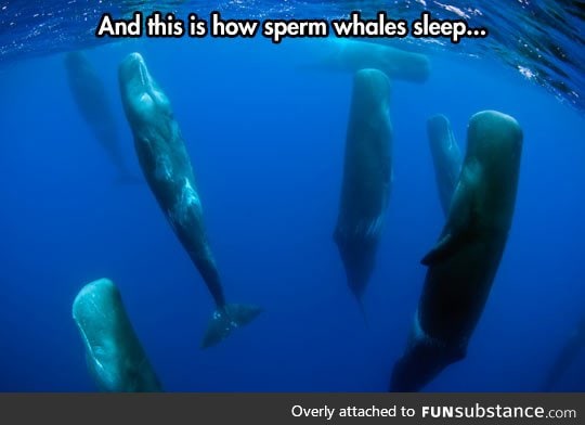 How sperm whales sleep