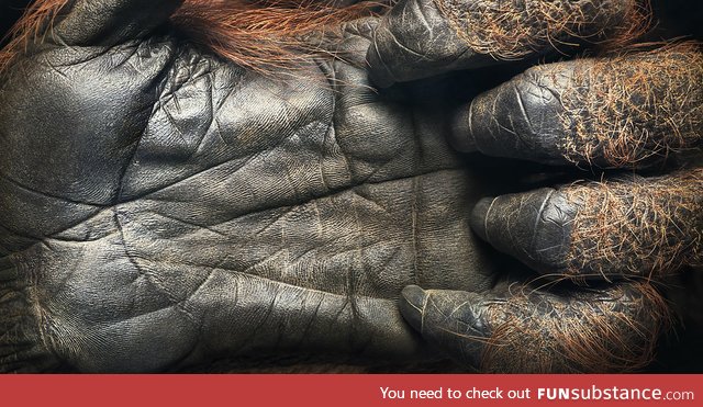 A 44 year old Orangutan hand