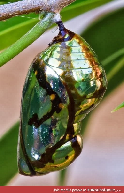 Chrysalis of a Mechanitis Butterfly