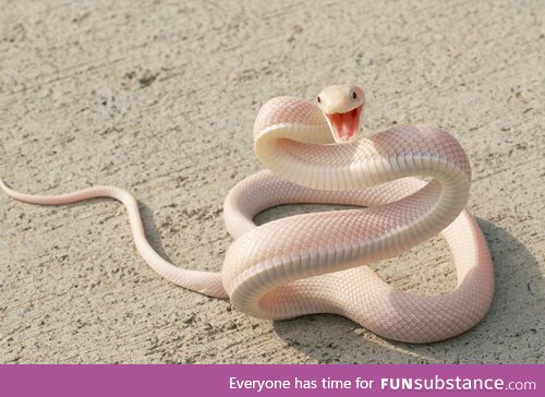 This is a beautiful snake