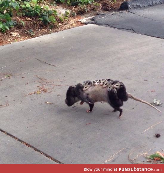 So a family of opossums walked out in front of me