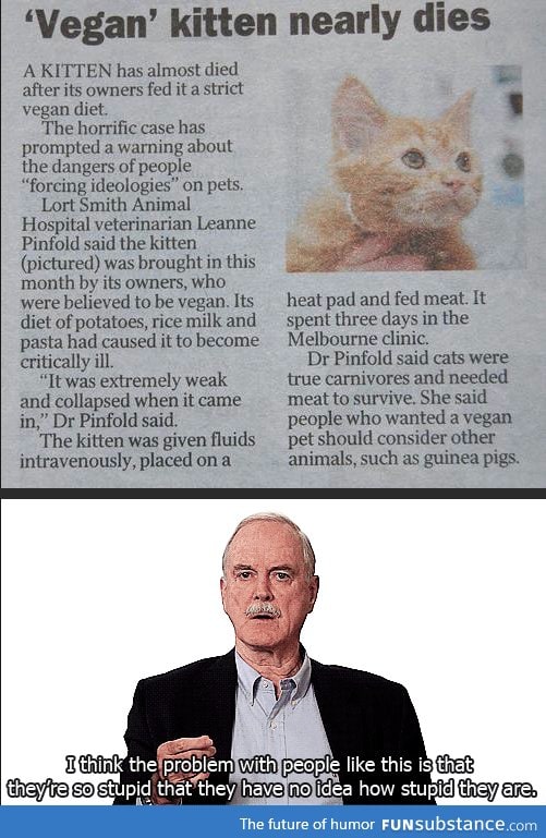 Kitten force fed vegan food nearly dies