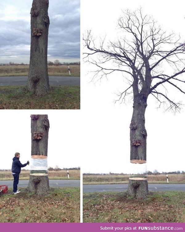 Floating tree