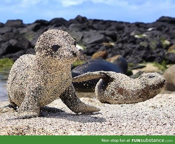 Sea Lion pups roll in sand to protect themselves from the sun