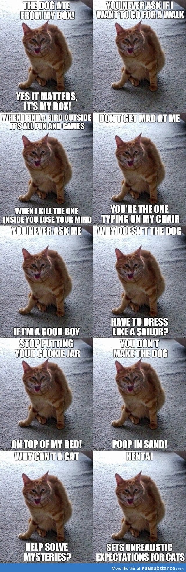 Angry cat comp