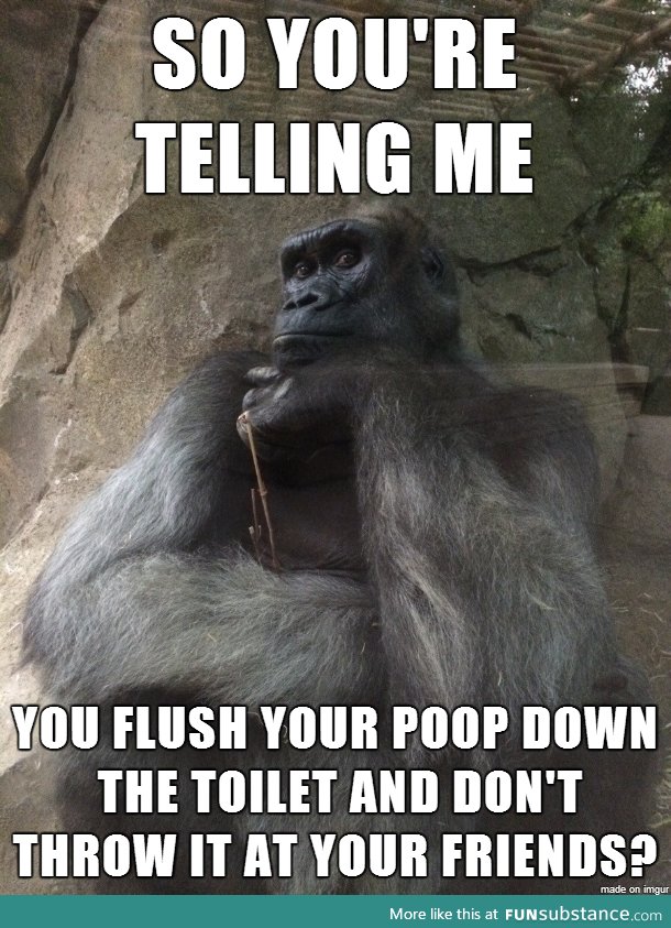 Guesswork gorilla just doesn't understand