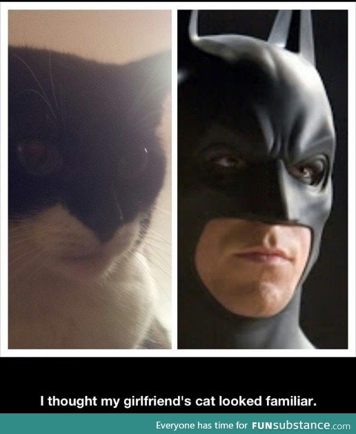 Batcat