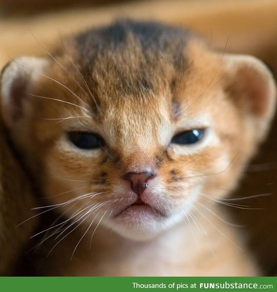 Newborn baby lion