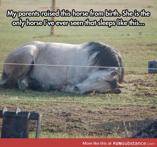 The only horse that sleeps like this