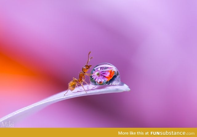 An ant fascinated by flowers reflections in a drop of water. Or just drinking