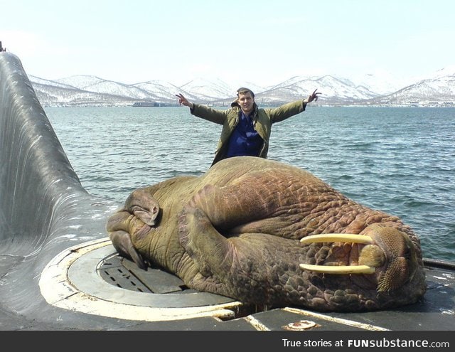 A walrus asleep on a Russian submarine