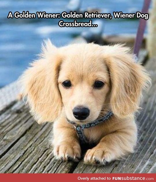 A golden wiener