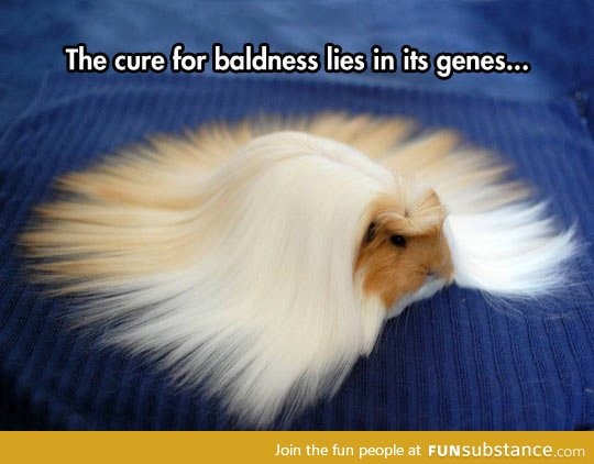 Long hair guinea pig