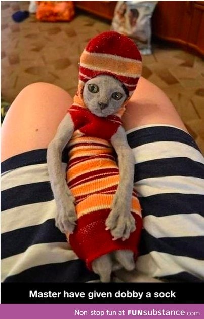 Dobby - in cat form