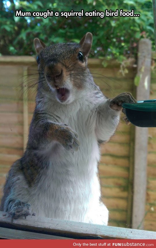 That look on the squirrel's face