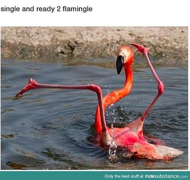 flamingle
