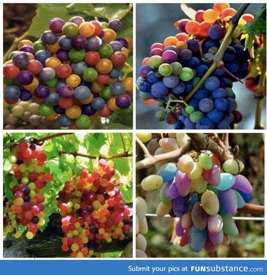 Rainbow grapes can occur as grapes ripen and turn from green to purple