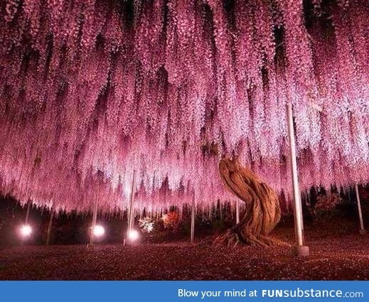 150 year old wisteria tree