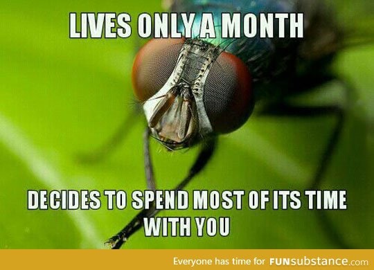 Good guy fly