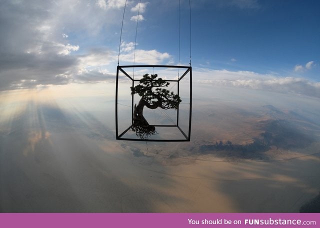 A japanese artist launches bonsai into space