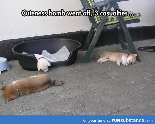 Cuteness explosion