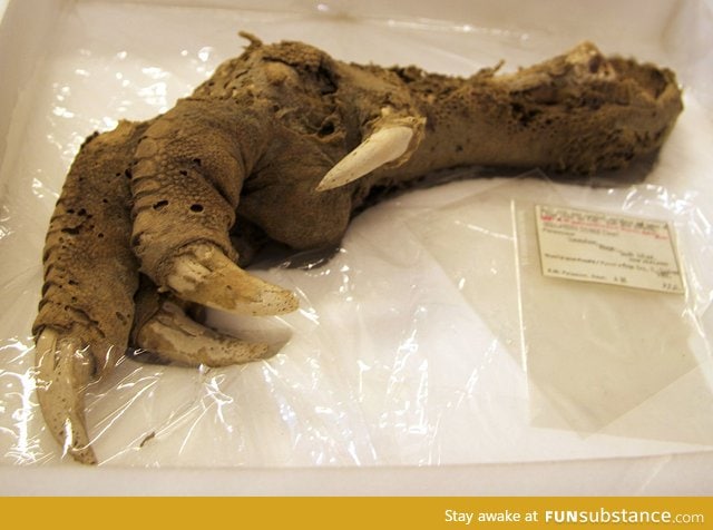 Preserved Megalapteryx foot