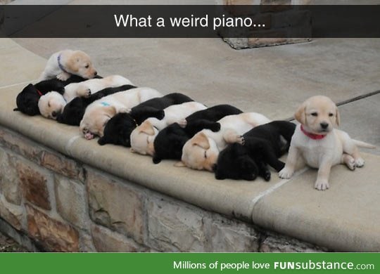 The keys are alive, with the sound of puppies