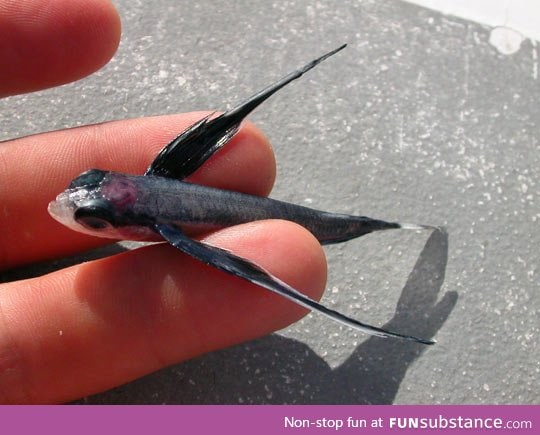 Baby flying fish