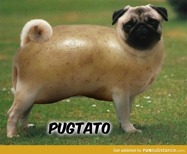 Pugtato