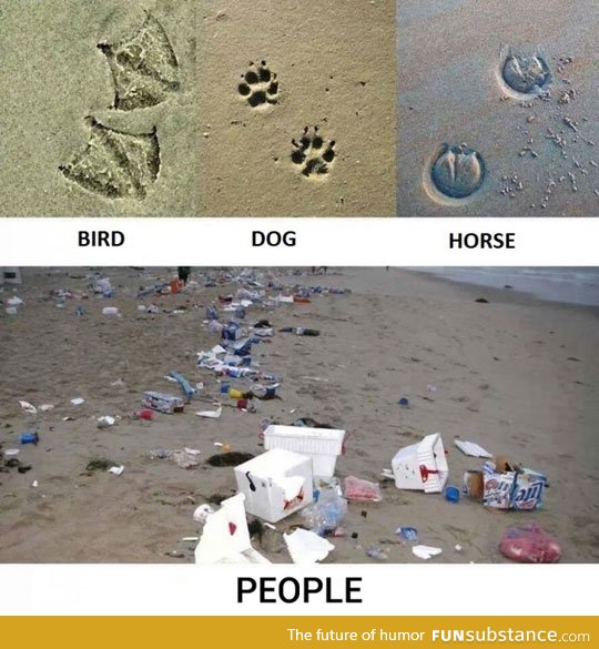 Animal footprints