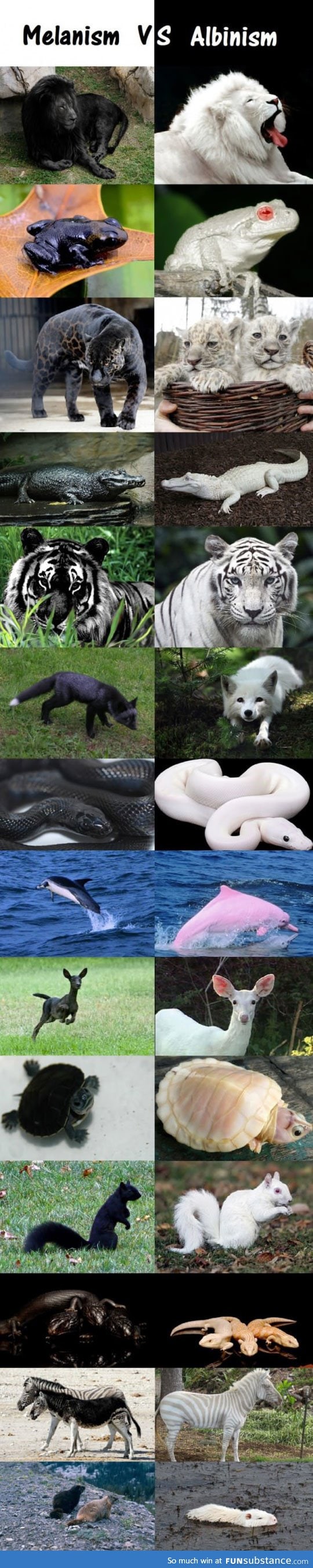 Melanism vs. Albinism