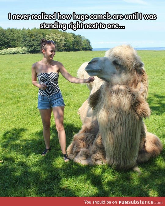 Camels are huge