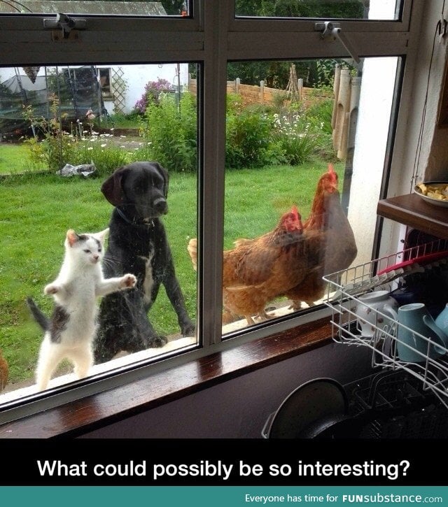 What's so interesting