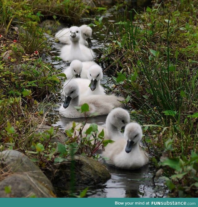 Leisurely stroll