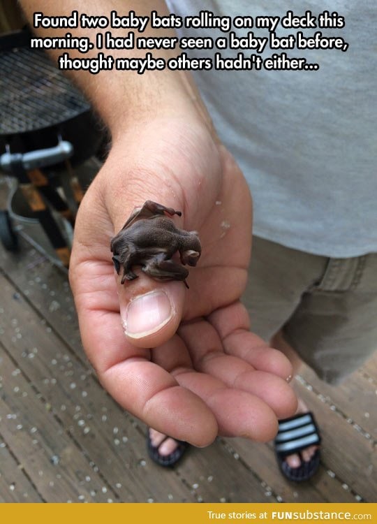 Baby bats can be cute too