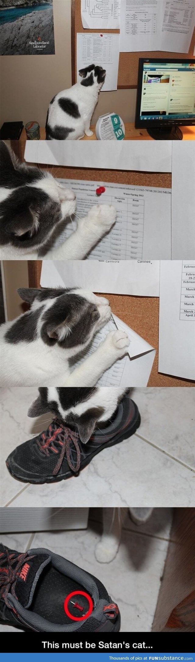 Satan's cat