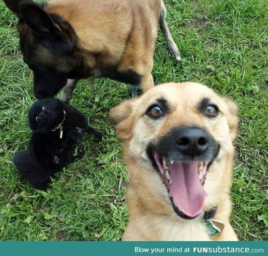 Dog selfie and photobomb