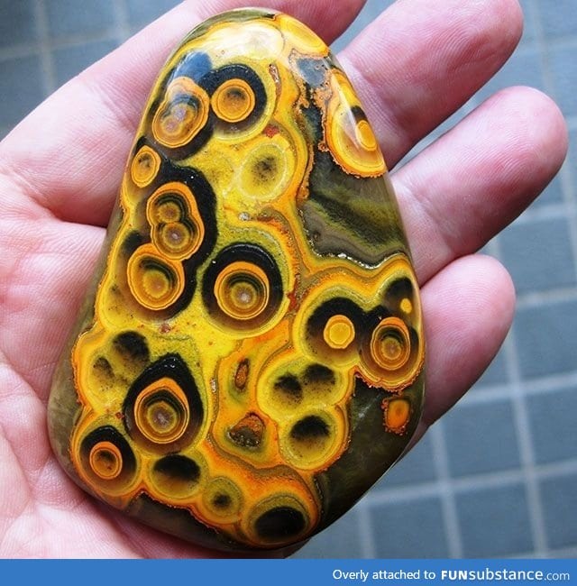 Bumblebee jasper