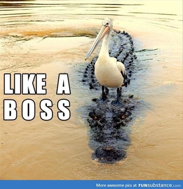 You will never be as cool as this pelican