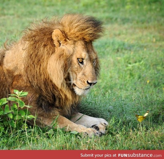 Here's a lion fascinated by a butterfly