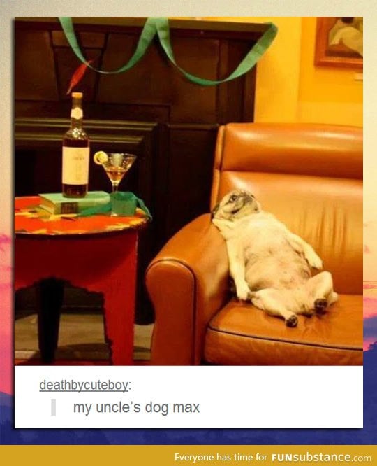 Home alone, pug version