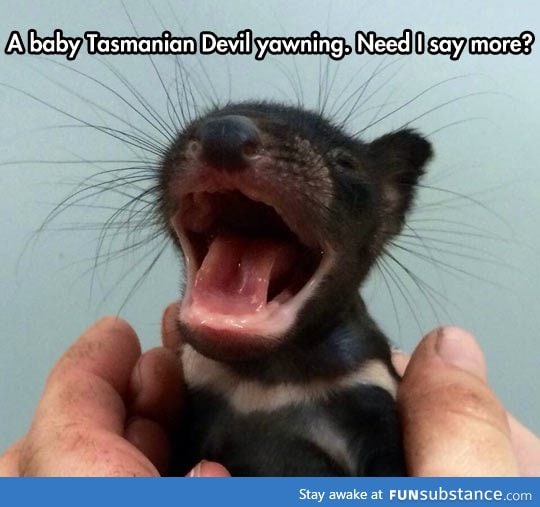 Baby tasmanian devil