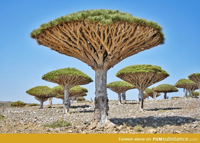 Dragon's Blood Trees in Yemen