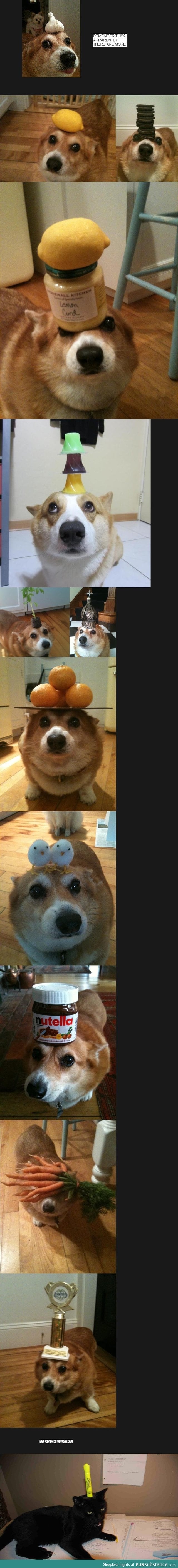 Corgi with stuff on head Compilation