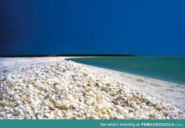 This beach is all seashells