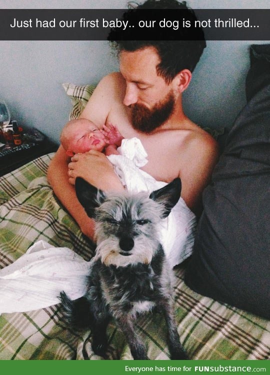 Dog is not thrilled