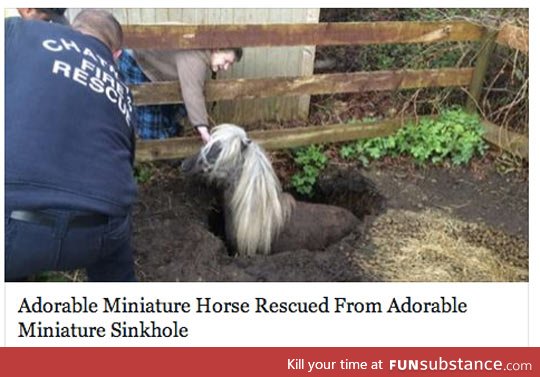 Miniature horse rescue