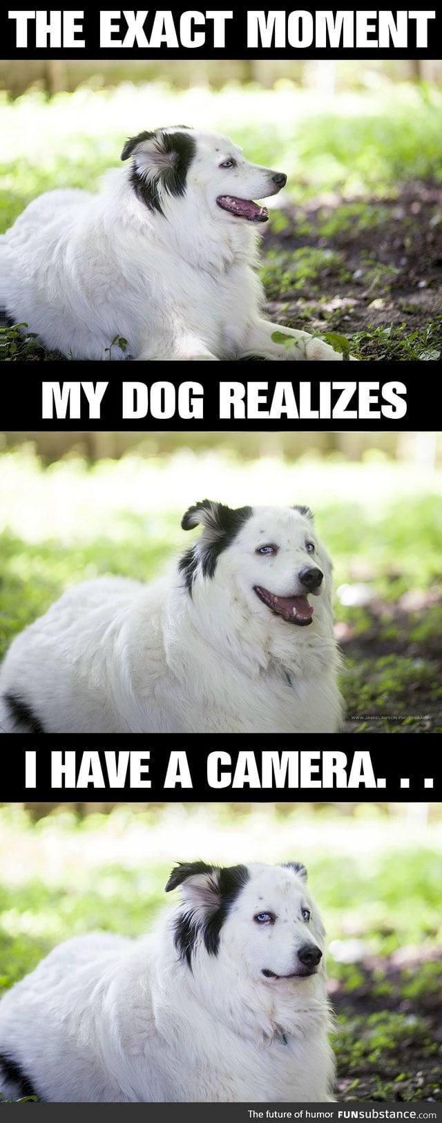 Dog has disdain for photographers