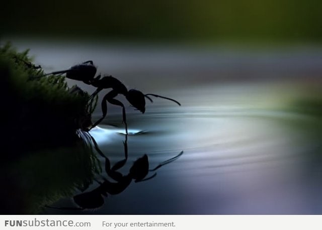 The ant is about to do his Jesus thing
