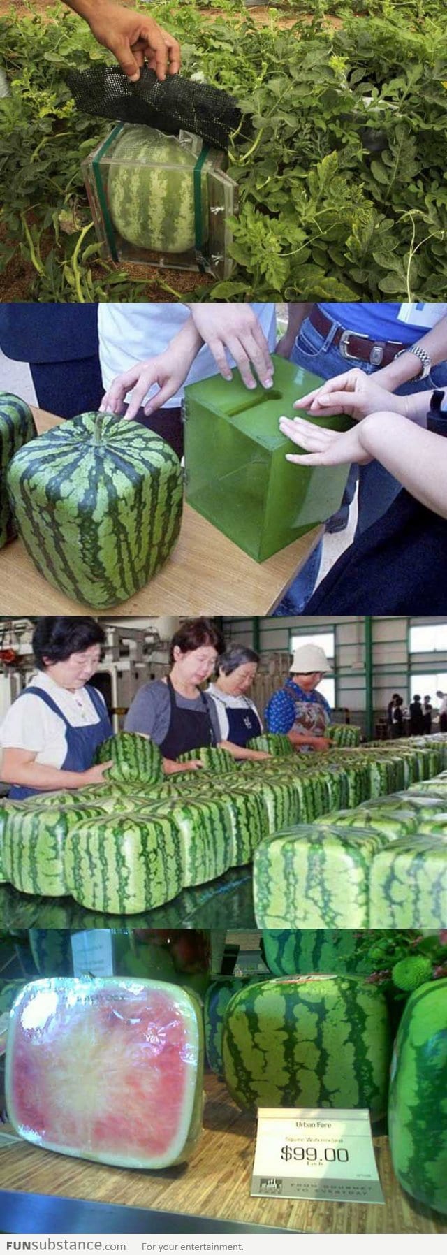 Square Watermelons Made in Japan